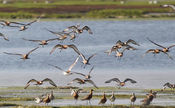 Birds flying away in holes bay, Poole